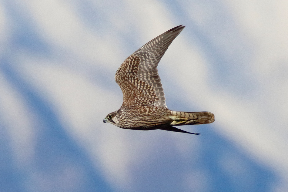 Falco pellegrino (Falco peregrinus) juv.